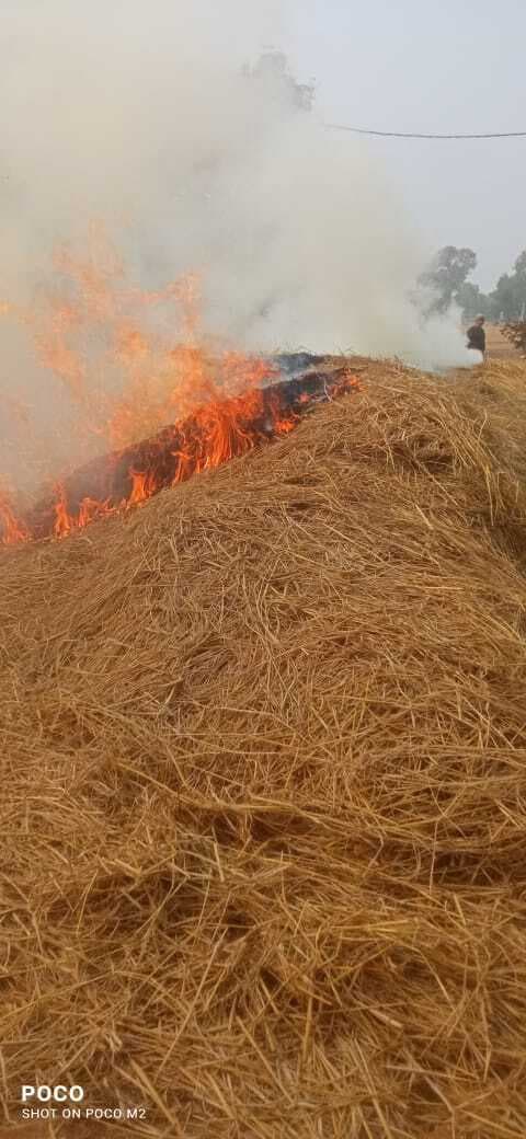 Giridih News:झारखंडधाम : खलिहान में आग लगने से धान जलकर राख