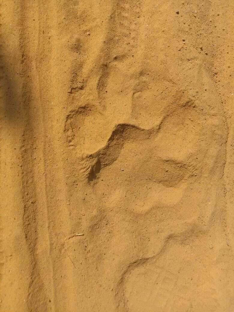 East Singhbhum News : घाटशिला से सटे काकड़ाझोर में मिले बाघ के पंजे के निशान, गांवों में अलर्ट