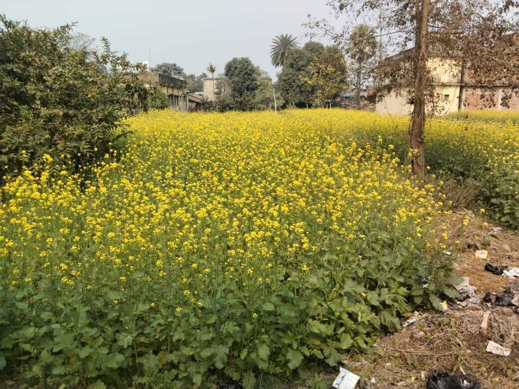 तिलहन के लिए मौसम है अनुकूल, लेकिन दलहन को हो सकता है नुकसान