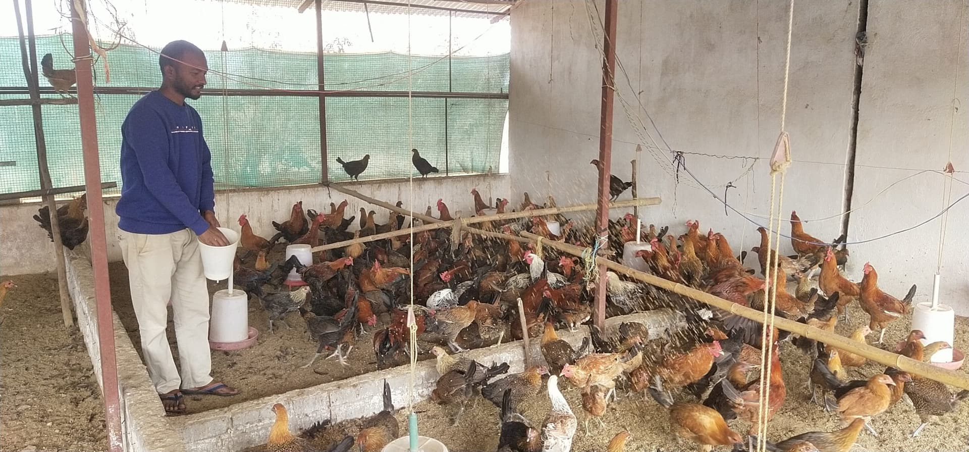 Chaibasa News : मुर्गीपालकों के लिए ''''''''सोनाली'''''''' बनी वरदान