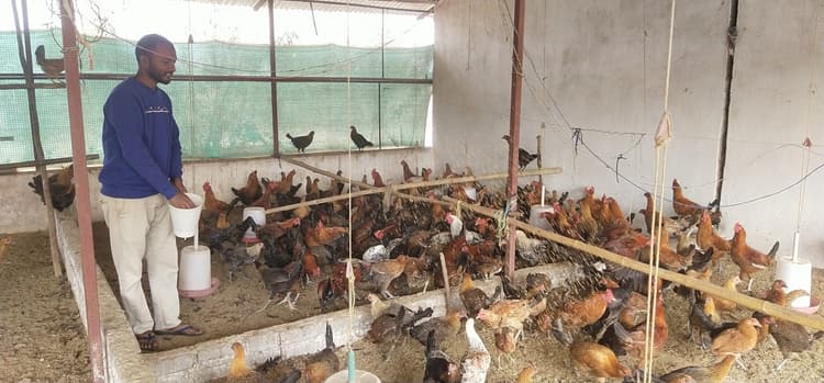 Chaibasa News : मुर्गीपालकों के लिए ''''''''सोनाली'''''''' बनी वरदान