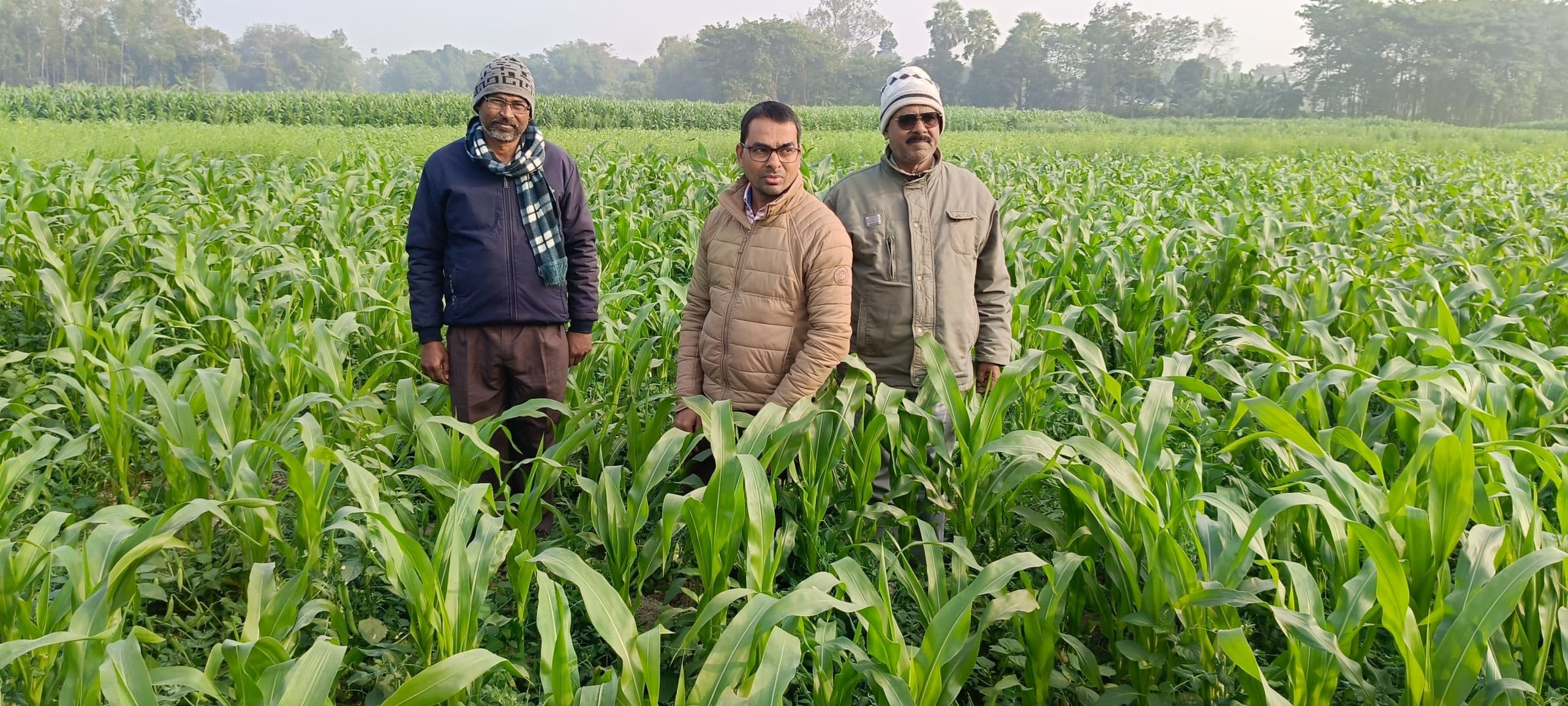 मटर के साथ मक्का की खेती कर कोढ़ा के किसान हो रहे खुशहाल