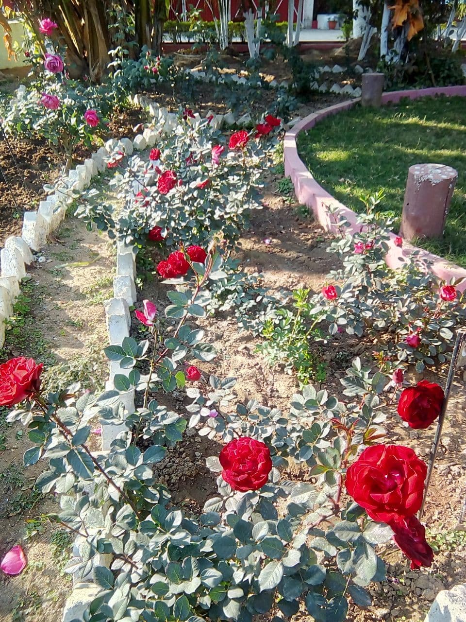 ranchi news : रांचीवासियों के आंगन में खिलखिला रहे इंडियन और हाइब्रिड वेराइटी के गुलाब