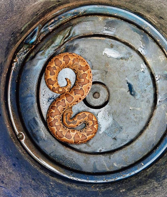 Siwan News : मैरवा में रसेल वाइपर निकलने से हड़कंप