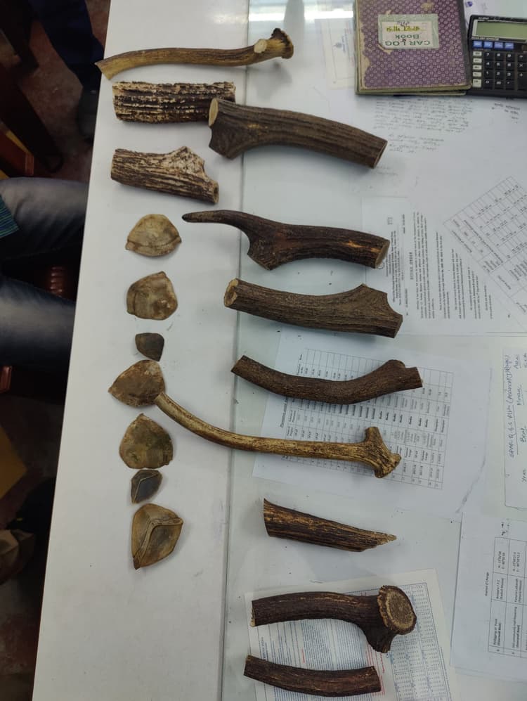 हिरण सींग के तस्करी के आरोप में दो लोग गिरफ्तार