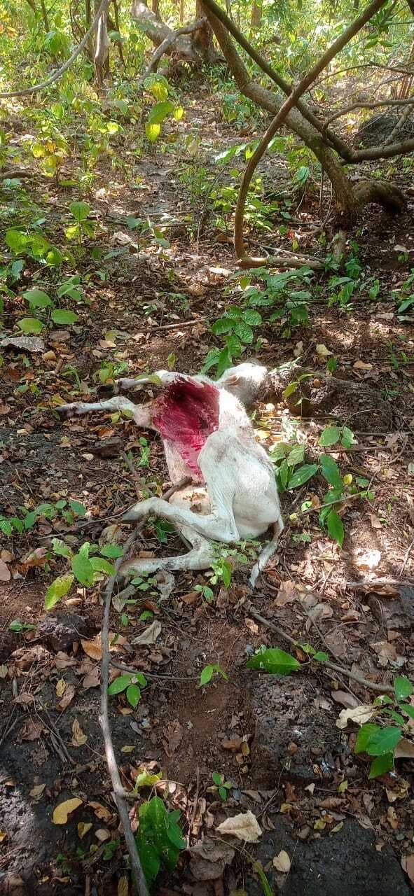 East Singhbhum news : गुड़ाबांदा जंगल में बछड़ा का क्षत-विक्षत शव मिला, बाघ की आशंका में सहमे ग्रामीण