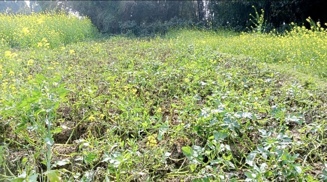 Jamui news : फसलों को पाला से बचाने के लिए बीएओ ने किसानों को दी जानकारी