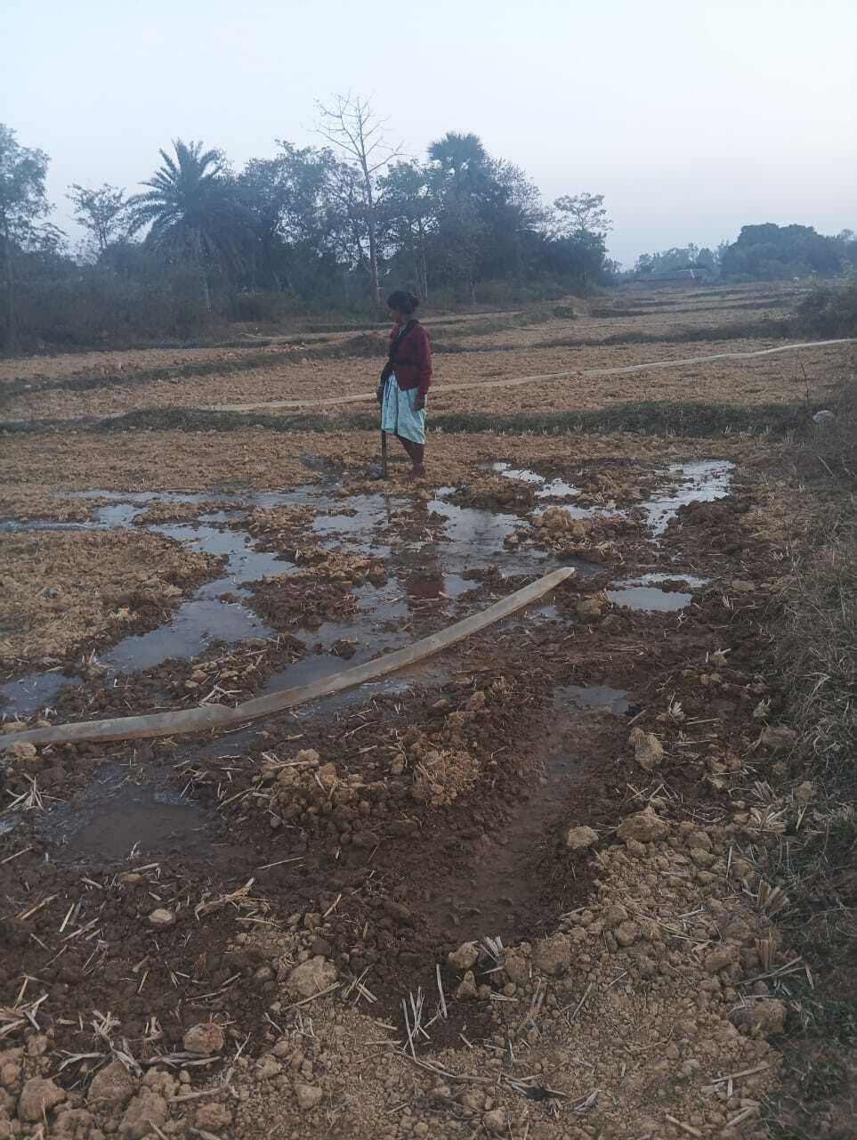East Singhbhum news : चार किमी दूर नदी का पानी खेत तक पहुंचा सोना उगा रहे युवा किसान