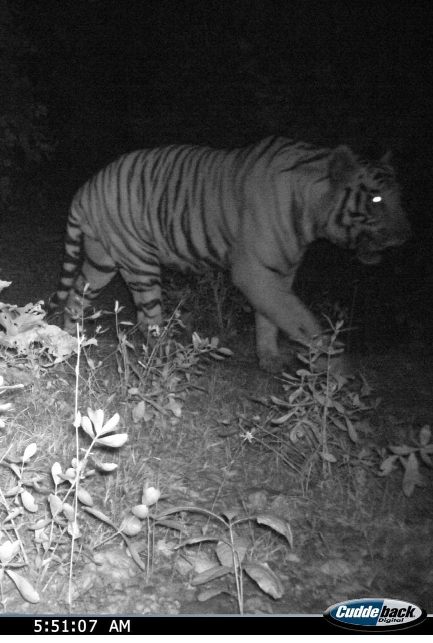 East Singhbhum news : बंगाल से पटमदा व एमजीएम क्षेत्र में आया बाघ, रात में घूमने पर रोक