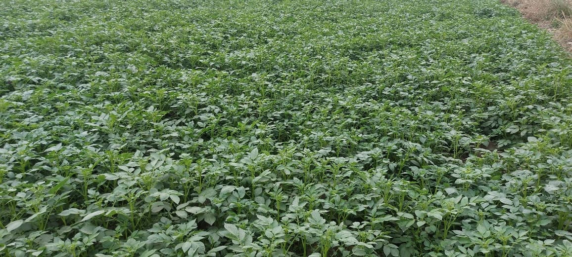 शीतलहर व ठंड से आलू फसल में पाला लगने का बढ़ रहा खतरा