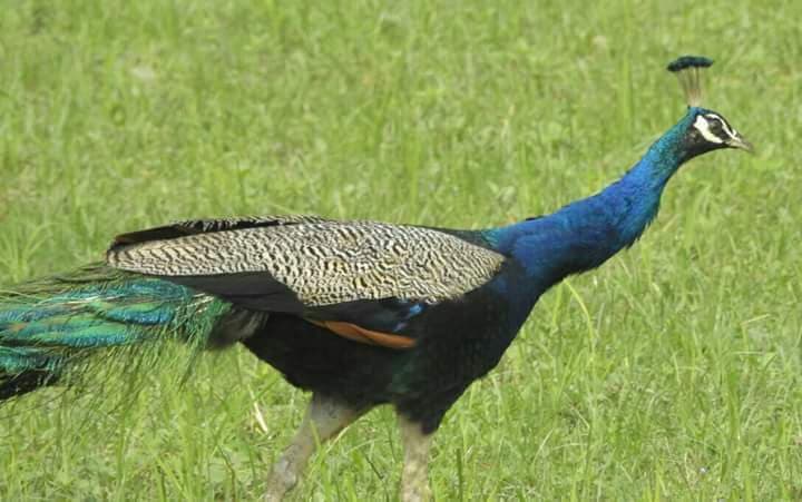 सीएम की घोषणा के बावजूद आरण गांव में मोर अभ्यारण्य बनाने का सपना रह गया अधूरा