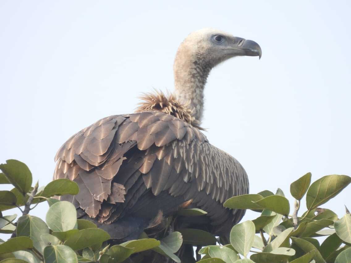 नागी पक्षी अभयारण्य क्षेत्र में मिला गिद्ध