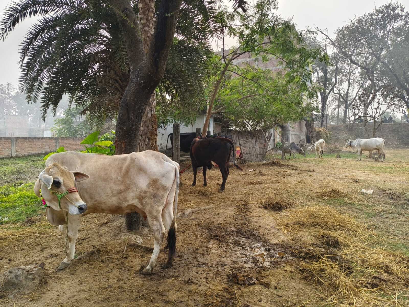 दुधारू गाय-भैंस देने की योजना में नहीं रुचि ले रहे हैं सप्लायर