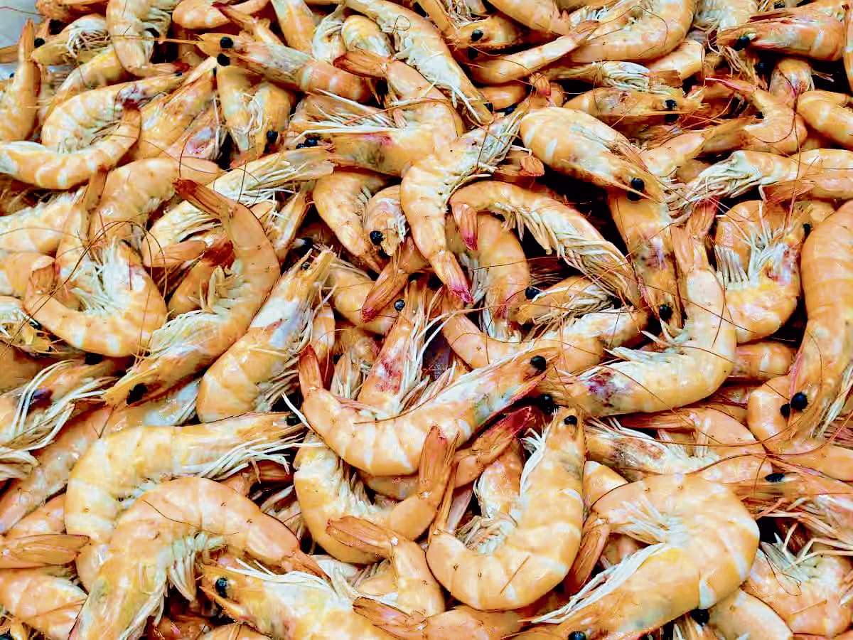 झींगा का निर्यात बढ़ाने के लिए केंद्र व राज्य सरकार मिल कर करेगी काम