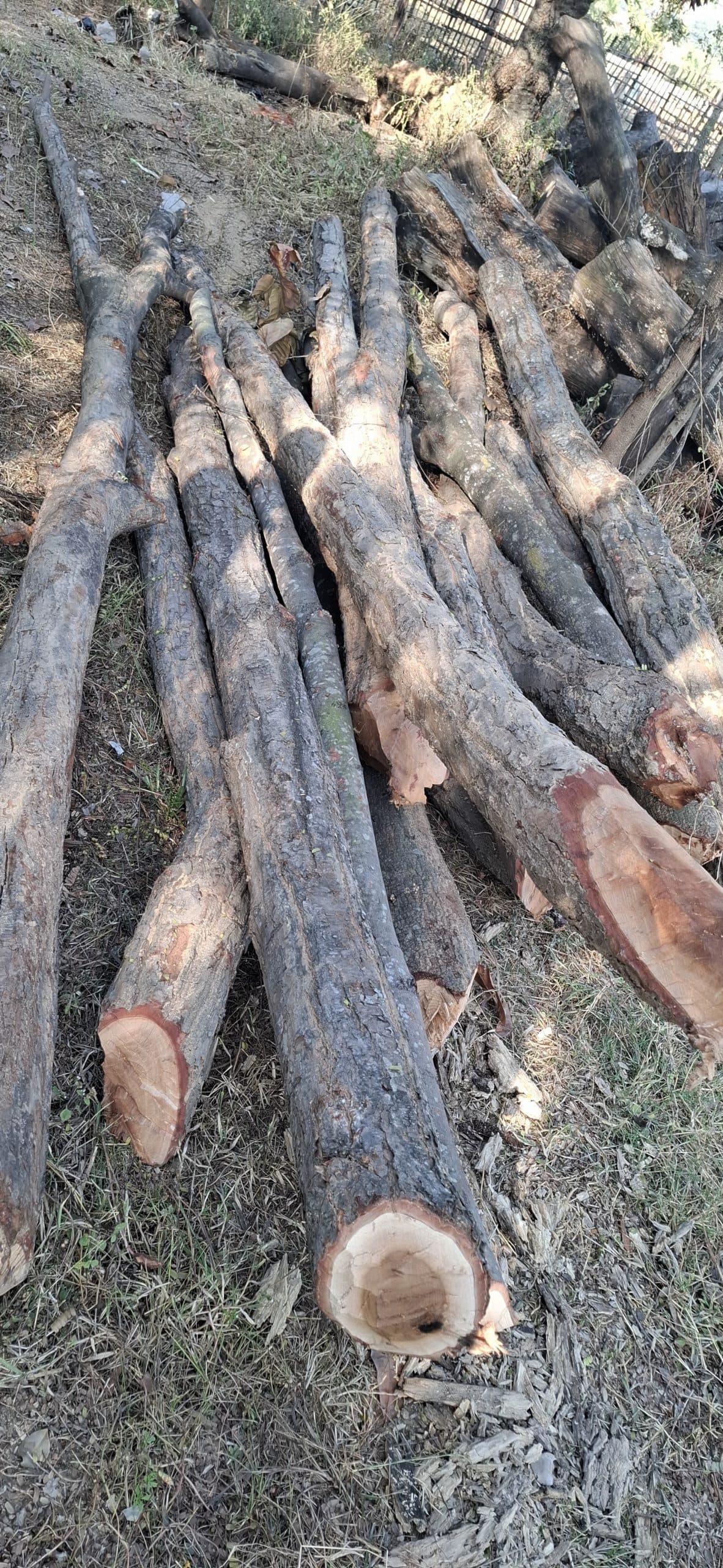 Giridih News :सुरक्षित वन से काटे गये पेड़ जब्त