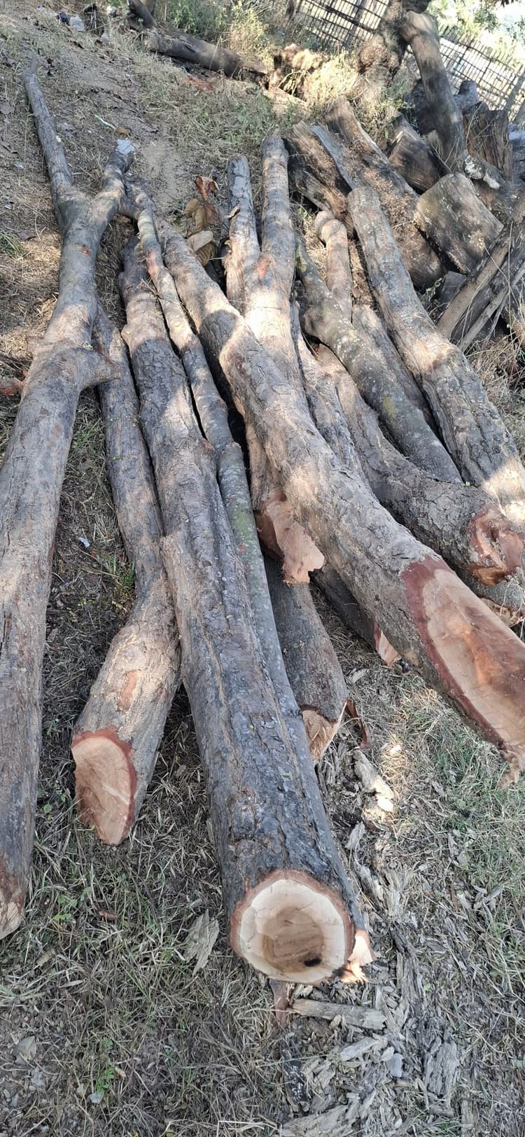 Giridih News :सुरक्षित वन से काटे गये पेड़ जब्त