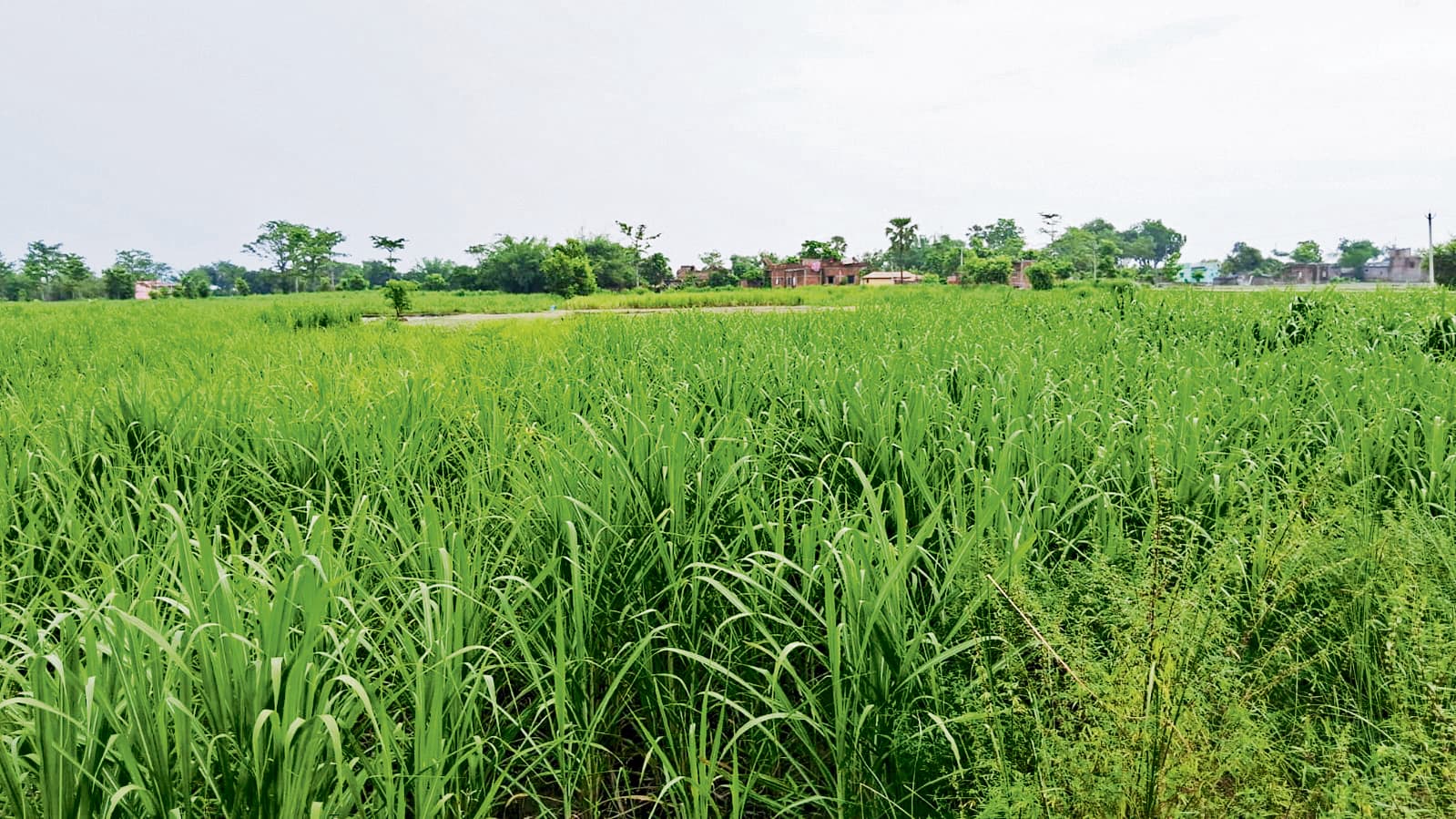 Gopalganj News  : 10 रुपये प्रति क्विंटल और बढ़ गया गन्ने का मूल्य, इसी सत्र में किसानों को मिलेगा नये रेट का लाभ