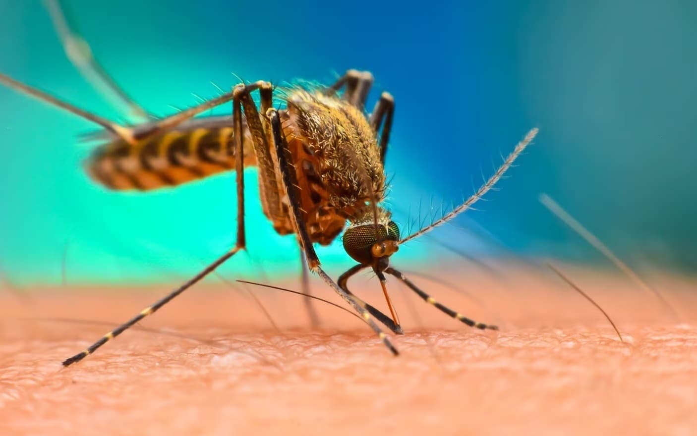 Jamshedpur News : मुसाबनी और डुमरिया प्रखंड बना मलेरिया का हॉट स्पॉट