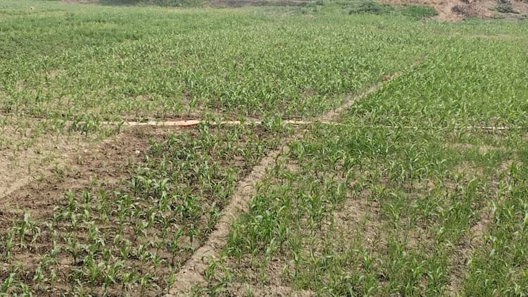 किसानों को समय पर नहीं मिल रही बिजली