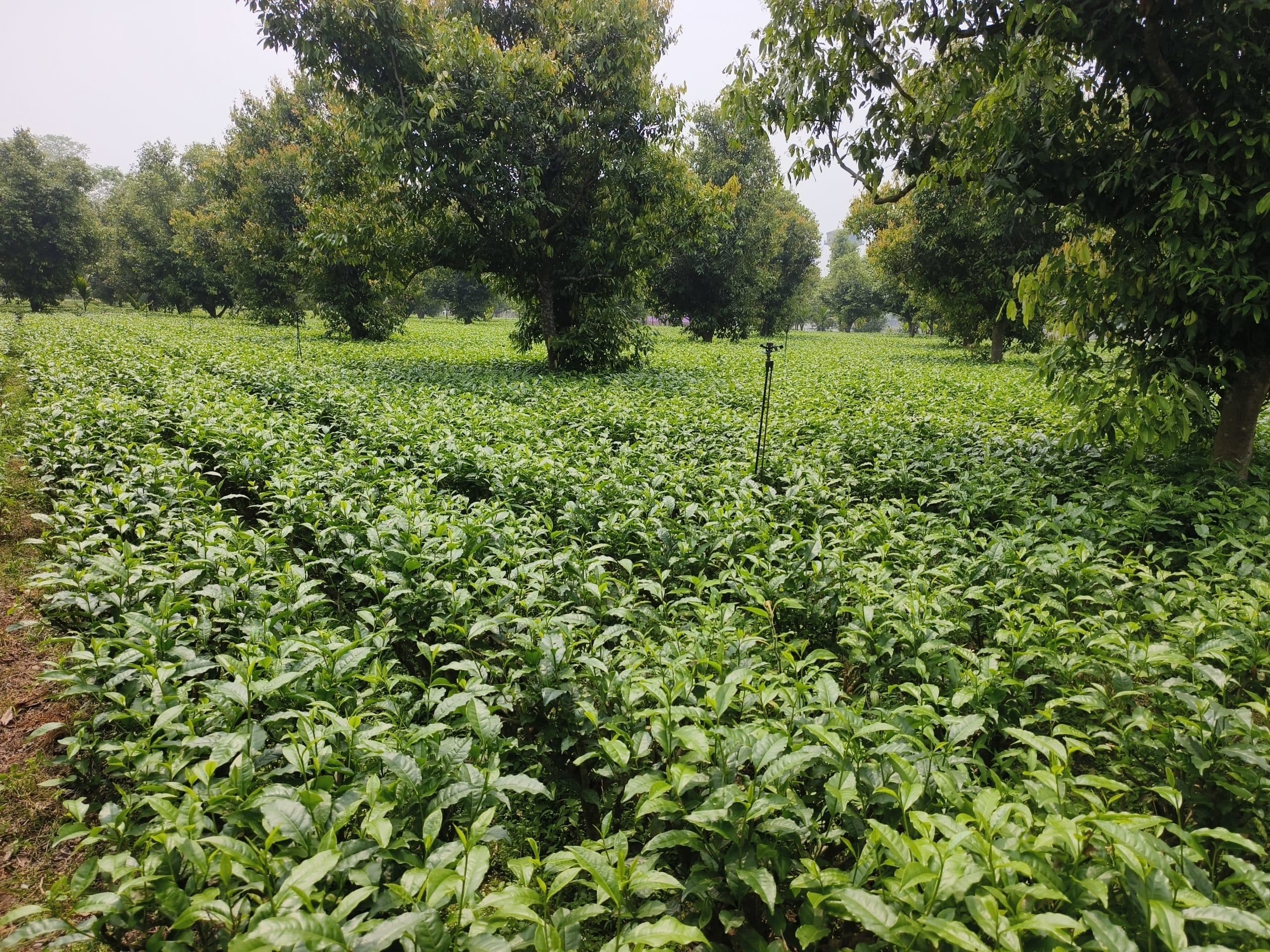 दो माह से बंद पड़े चाय बागानों में जल्द लौटेगी रौनक