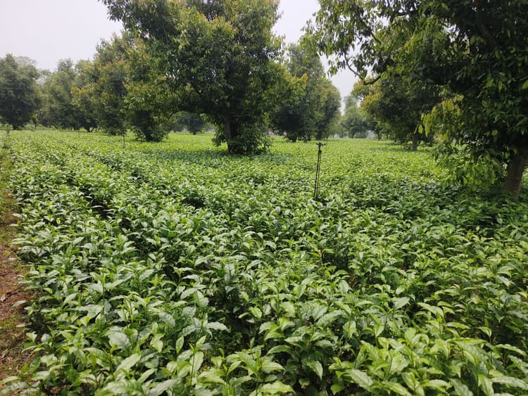 दो माह से बंद पड़े चाय बागानों में जल्द लौटेगी रौनक