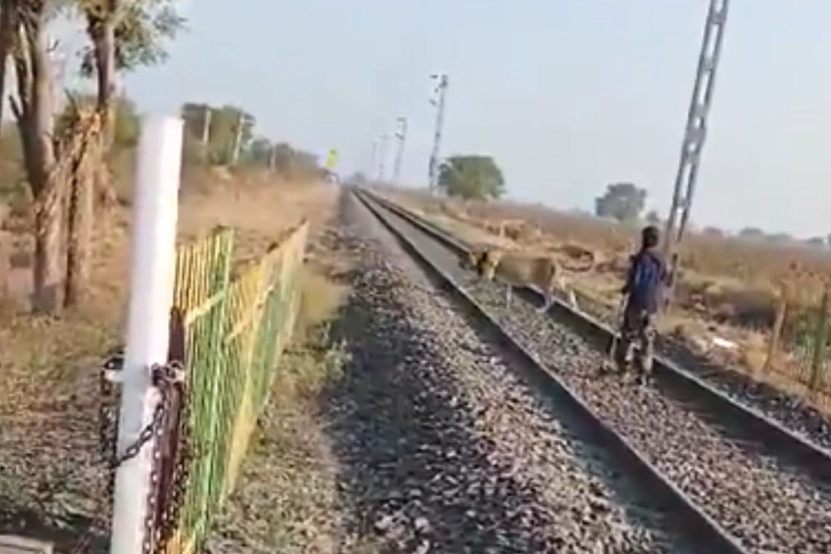 Viral Video: शेर को बकरी की तरह हांकता दिखा शख्स, वीडियो देखेंगे तो रह जाएंगे दंग
