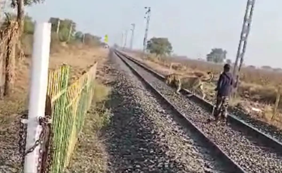WATCH: रेलवे ट्रैक पर आ पहुंचा शेर, पालतू जानवर की तरह हांकने लगा बंदा, फिर जो हुआ…