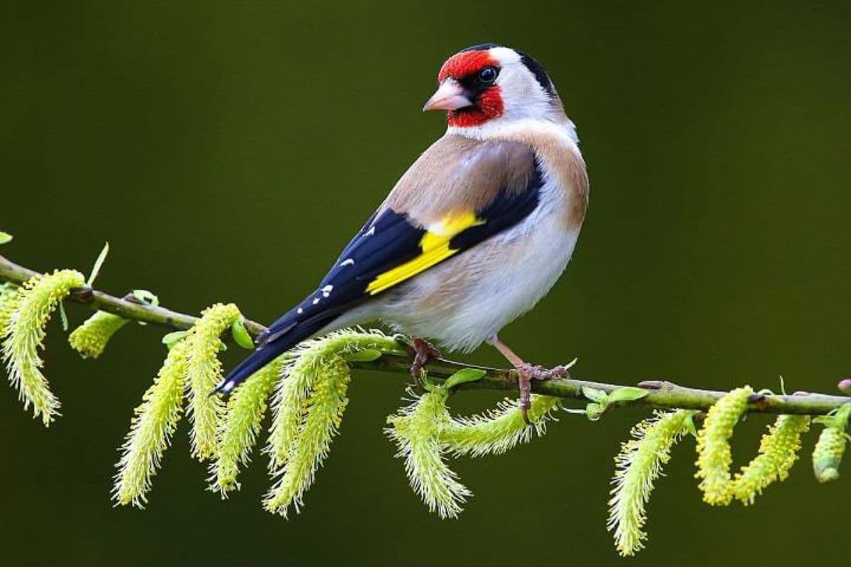 Vastu Good Luck Sign: अगर घर में आए ये पक्षी, तो क्या खुलेगें किस्मत के ताले, जानें यहां