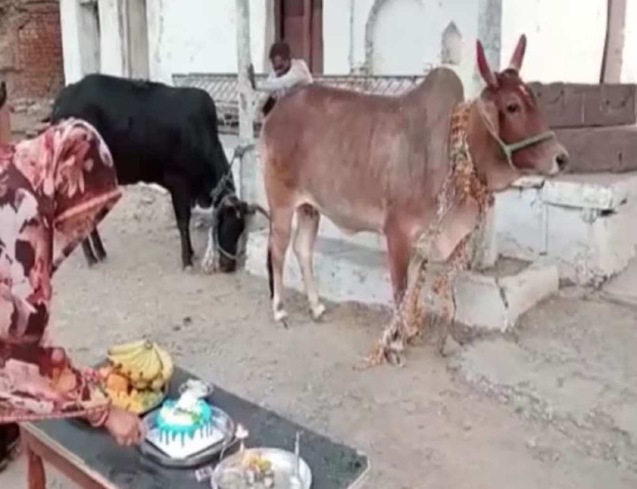 बिहार में किसान ने केक काटकर गाय का मनाया जन्मदिन, 5 सौ से अधिक लोगों को खिलाया भोजन