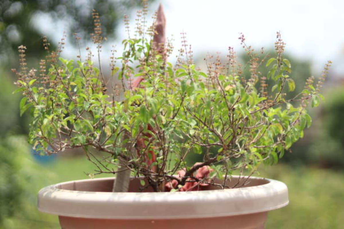 Gardening Tips: सर्दियों में सूख रहे तुलसी के पौधे? इस तरह रखें उन्हें सुरक्षित