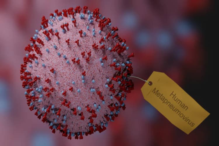 HMPV Virus: क्या कोरोना की ही तरह घातक साबित होगा एचएमपीवी वायरस? जानें WHO का क्या है कहना