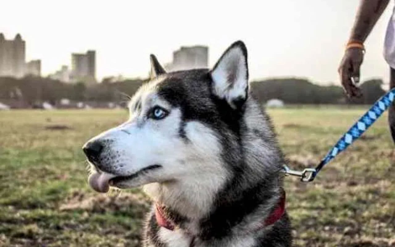 Patna Crime: घर के पास गंदगी कराने से मना किया तो कुत्ते से कटवाया, बुद्धा कॉलोनी थाने में पीड़ित ने दर्ज करायी प्राथमिकी