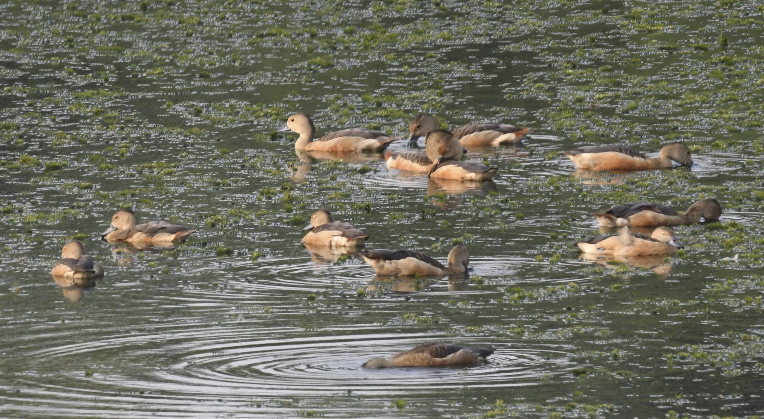 Bird Festival: पक्षी महोत्सव में गुलजार रहेगा नागी अभयारण्य, रिसर्च के लिए पहुंच रहे विशेषज्ञ