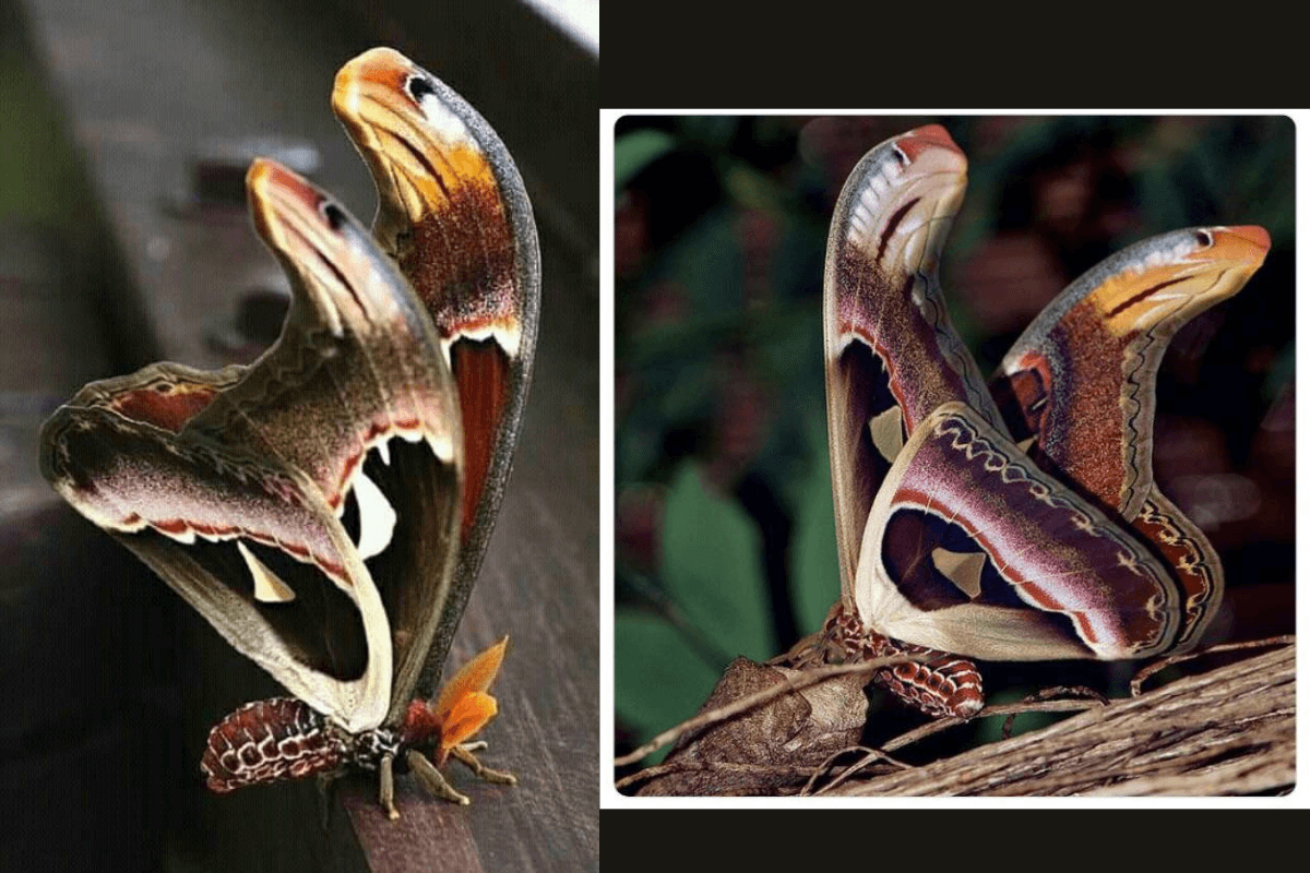 Do You Know: क्यों चौंक गए ना, ये है सांप के रूप में रहने वाली दुनिया की सबसे बड़ी तितली