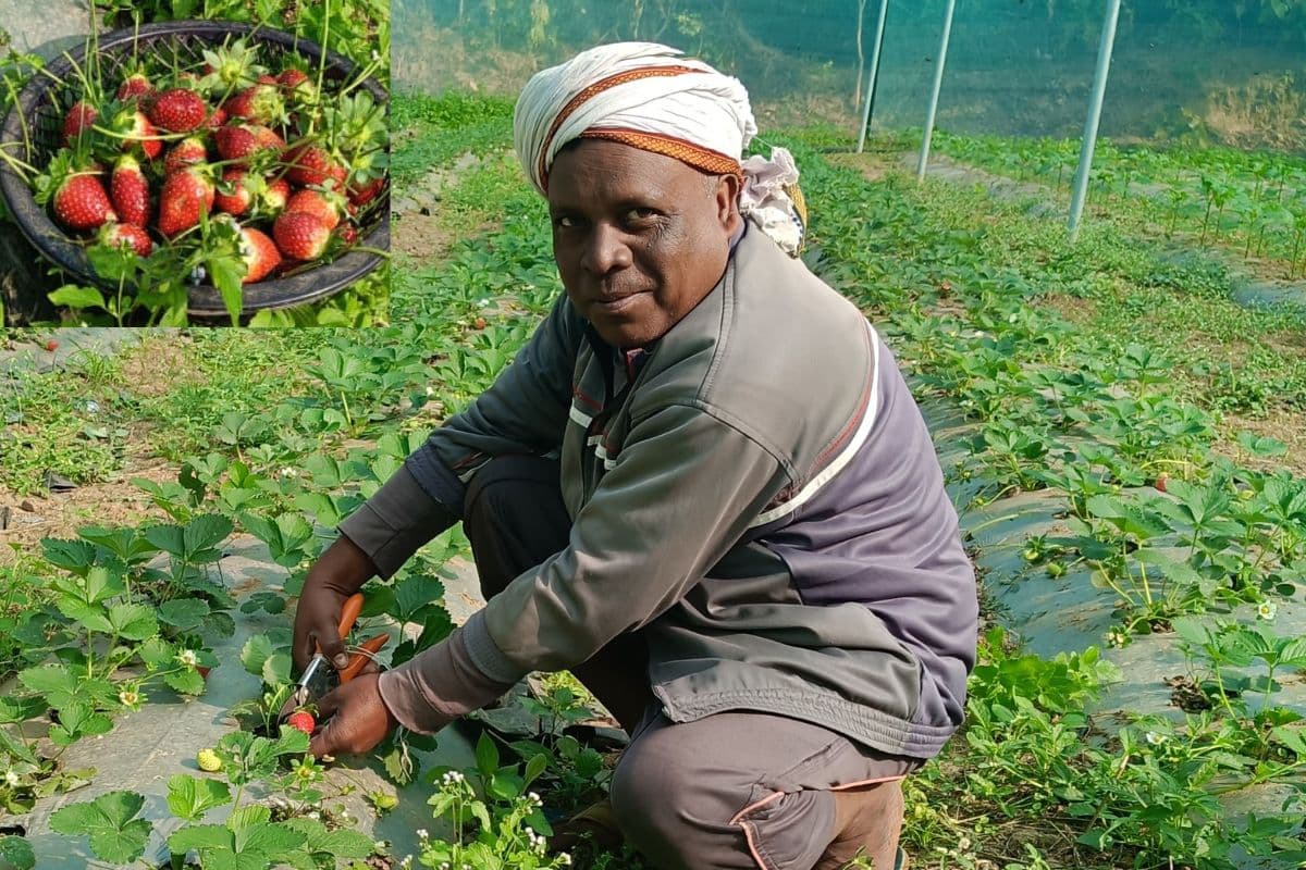 Success Story: स्ट्रॉबेरी की खेती से बैजू हेंब्रम की बदली जिंदगी, किसान मेले में प्रथम पुरस्कार, लखपति किसान ने अपनायी ये तकनीक