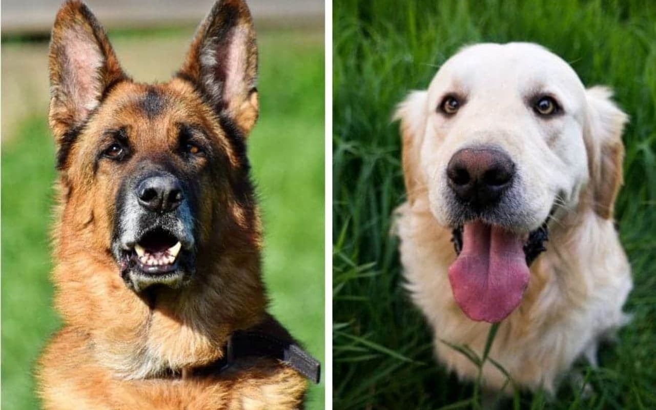 बिहार में पहली बार हुआ राज्य स्तरीय डॉग शो का आयोजन, लैब्राडोर और जर्मन शेफर्ड ने जीता सबका दिल