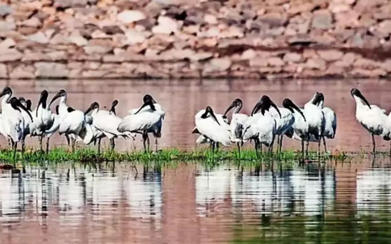 Muzaffarpur: 2022 में 1777 थे अब मात्र 350 जलीय पक्षी बचे, गणना रिपोर्ट में हुआ चौंकाने वाला खुलासा