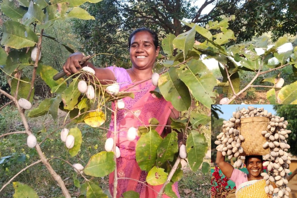Success Story: रेशम की खेती से चमकी महिला किसान की किस्मत, लखपति बिलासी सोय मुर्मू कैसे फर्श से अर्श पर पहुंचीं?