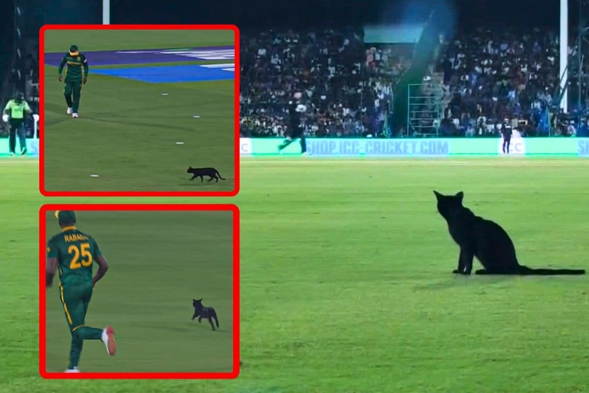 चैंपियंस ट्रॉफी में काली बिल्ली ने लगाई हैट्रिक! मैदान पर आई और महफिल ले उड़ी, देखें वीडियो