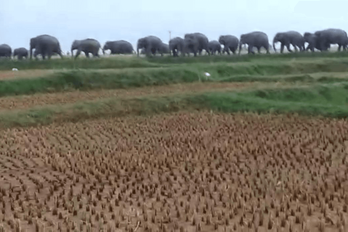 जंगल में भ्रमणशील जंगली हाथियों का दृश्य