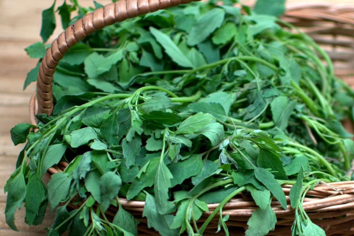 Benefits of Bathua: आज ही अपने डाइट में शामिल करें बथुआ का साग, गायब हो जाएगा गठिया का दर्द और हड्डियों में भर जाएगी ताकत