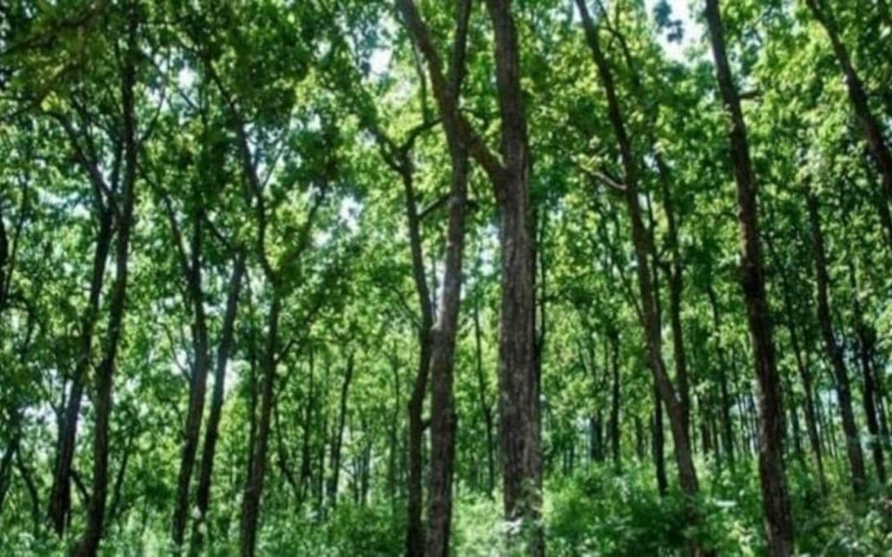 Jamui के जंगल से बरामद हुआ 45 किलो विस्फोटक, मुस्तैदी से टली बड़ी घटना