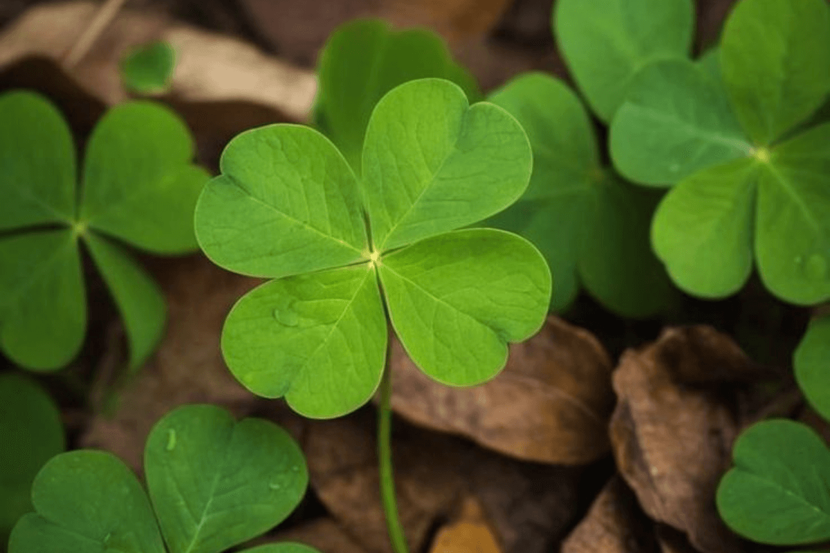 Lucky Leaf: बिल्कुल नजरअंदाज न करें इस पत्ती को, आपकी किस्मत भी चमका सकती है