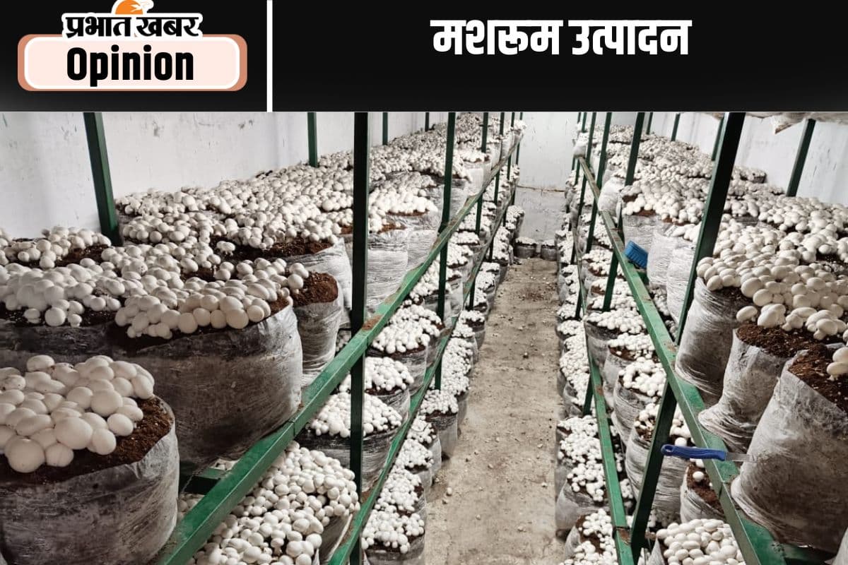 मशरूम उत्पादन में अव्वल बन सकता है झारखंड, पढ़ें अशोक भगत का लेख