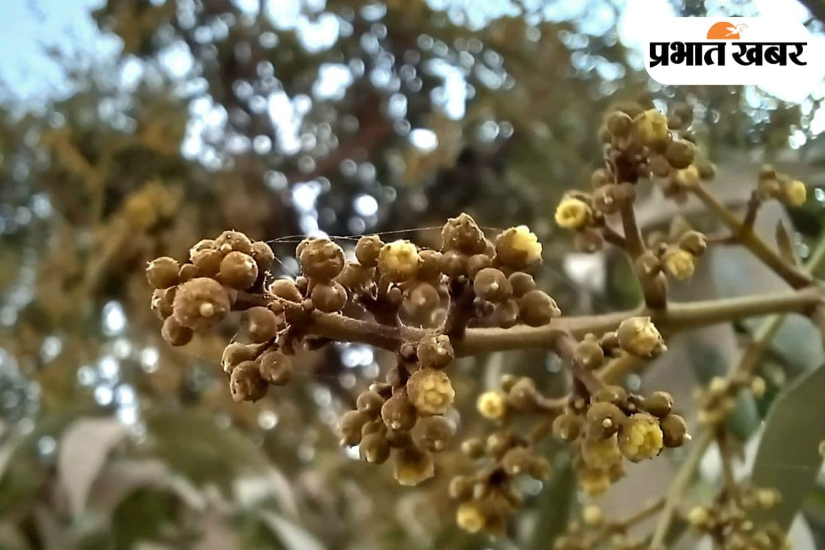 इस बार कम होगी चाइना लीची की सप्लाई, कीमतों में हो सकता है बड़ा उछाल