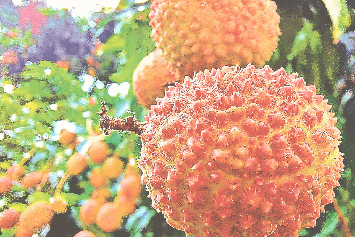 Muzaffarpur News: लीची का मंजर देख खिले किसानों के चेहरे, अच्छी फसल की उम्मीद