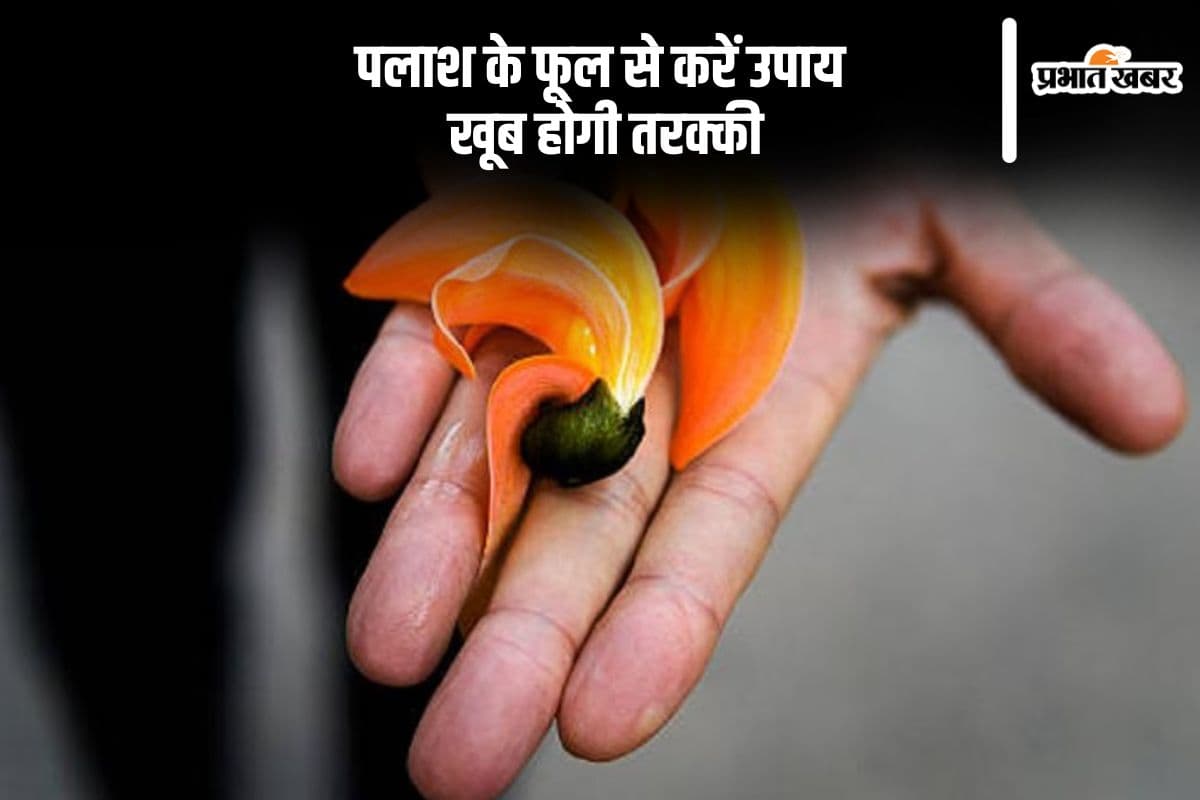 पलाश के फूलों से करें ये उपाय, कभी खाली नहीं होगी तिजोरी