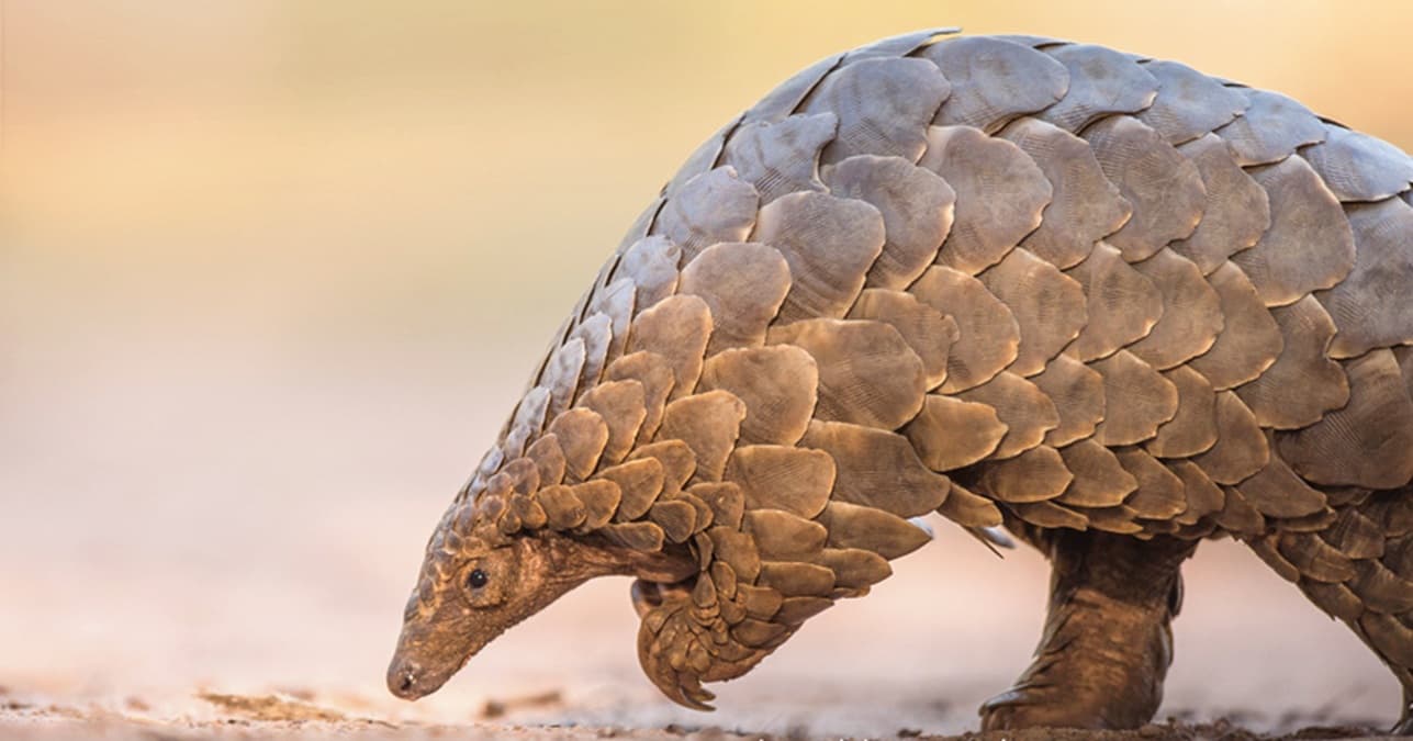 Wildlife : World Pangolin Day 2025 : हर वर्ष 27 लाख पैंगोलिन मारे जाते हैं