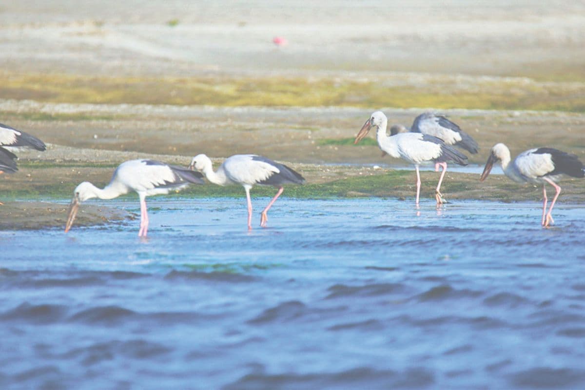 Gaya: दक्षिण बिहार में 119 विभिन्न प्रजातियों के 9381 पक्षी मिले