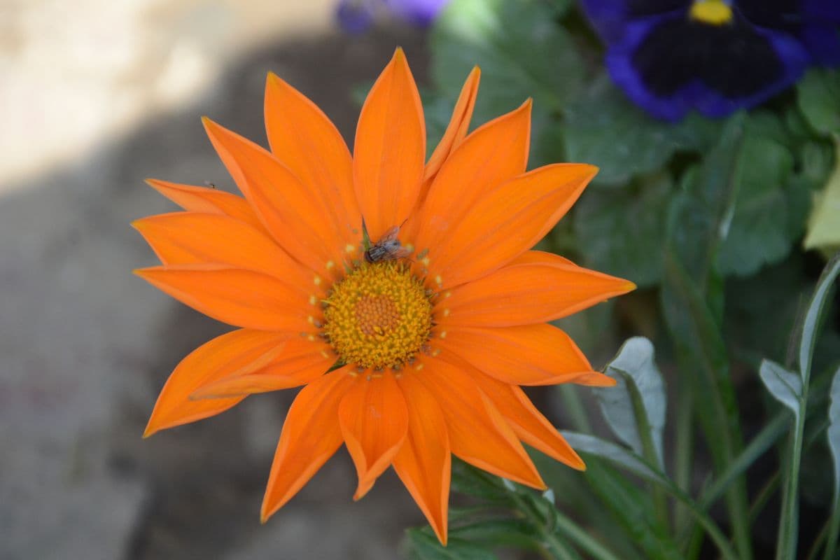 ऋतुराज ने बढ़ायी फूलों की खुशबू, 30-50 रुपए में गेंदा और 500-800 में मिल रहा एंथूरियम का प्लांट 